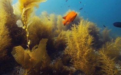 DISCOVER LOCAL DIVING